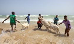 Senegal'de kurbanlıklar bayrama okyanusta yıkanarak hazırlanıyor