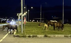 Ardahan'da yiyecek bulmak için kara yoluna inen yılkı atları ulaşımı aksattı