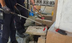 Bursa'da bir evin bahçesinde yakalanan oluklu kertenkele doğaya salındı
