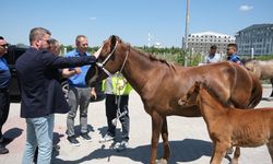 Kırklareli'nde başıboş atlar toplandı