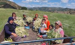 Manisalı kadınların kır papatyası mesaisi başladı