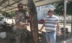 Meriç Nehri'nde 80 kilogramlık yayın balığı yakalandı