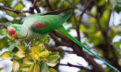 Alexandrine parakeet: Zarif yapısı ve etkileyici sesiyle dikkat çeken papağan