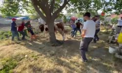 Ankara’da bir grup kurbanlık dananın saldırısına uğradı
