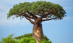 Doğanın Ters Dönmüş Devi: Baobab Ağacı