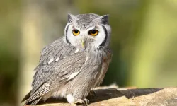Rüyada Baykuş Görmek Ne Anlama Geliyor? İşte Detaylı Rüya Tabiri