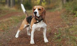 Beagle: Enerjik ve neşeli av köpeği