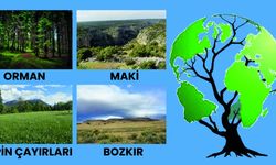 Bitki Örtüsünün Artırılması Ne Anlama Gelir?