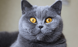 Kraliyet Tüyleriyle Evlerin Gözdesi: British Shorthair Kedileri Moda Olmaya Devam Ediyor