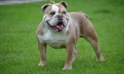 Bulldog: Sadakati ve sakinliğiyle tanınan dost