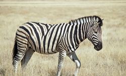 Doğanın Sanat Eseri: Zebraya Sadece Bakmak Yetmiyor, Hayran Oluyorsunuz!