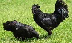 Siyaha Bürünmüş Mucize: Ayyam Cemani Tavuğu Görenleri Şaşkına Çeviriyor
