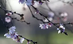 2025’te Cemre Ne Zaman Düşecek?