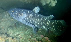 KOZMOLOJİK BALIK: COELACANTH – 400 MİLYON YILLIK CANLI FOSİL