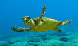 Caretta caretta: Akdeniz’in koruma altındaki kadim gezgini