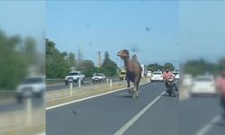 Aydın'da kara yoluna çıkan deve, sürücülere zor anlar yaşattı