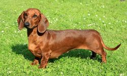Dachshund: Uzun gövdeli, cesur ve sevimli dost