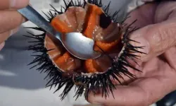 Deniz kestanesi: denizlerin gizemli lezzeti