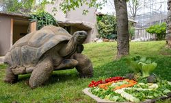 Dev Aldabra kaplumbağası nedir?