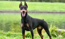 Güç ve sadakatin sembolü: Doberman