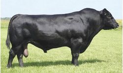 ETİN KRALI ANGUS: LEZZETİN VE KALİTENİN ADRESİ