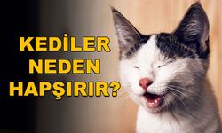 Kediler Neden Hapşırır?