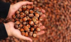 Ticaret borsalarında 9 ayda 576 bin tonu aşkın fındık işlem gördü