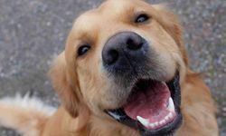 Rüyada Golden Köpek Görmek Ne Anlama Geliyor?