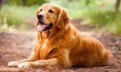 Golden Retriever: Sıcakkanlılığı ve zekâsıyla kalpleri fetheden dost