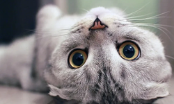 Rüyada Gri Kedi Görmek Ne Anlama Geliyor?