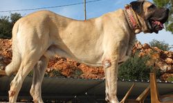 Anadolu'nun Sessiz Devi: Malaklı Köpeği Gücüyle Büyülüyor