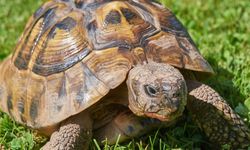 Hermann kaplumbağası nedir?