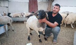 Sürüdeki 200 hayvan arasından 3 boynuzuyla ön plana çıkan ‘ahırın süsü’ ilgi odağı oldu