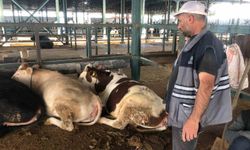 Büyükbaş hayvanlar kendi maliyetlerini çıkarmıyor