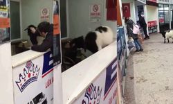 Kurban Bayramı’nda otogara giren inatçı keçi çekmeceden paraları alıp gitti