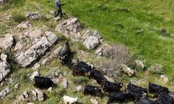 Bitlis’te kaçan 26 kurbanlık keçi dronla bulundu