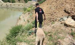 Dağlık alanda mahsur kalan kurbanlık koyunu ekipler kurtardı