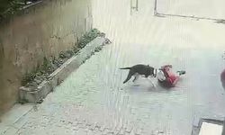 Ataşehir’de pitbull cinsi köpeğin çocuğa saldırdığı anlar kamerada