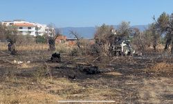 Burhaniye’de çıkan yangında çok sayıda zeytin ağacı kül oldu