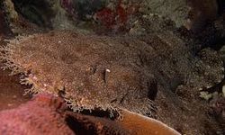 WOBBEGONG – HALI GİBİ KAMUFLAJ