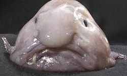SLIMEFISH – KENDİNİ BALÇIKLA KORUYAN BİR USTALIK