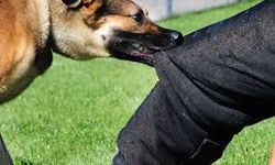 Köpek Isırmalarında İlk Yardım: Doğru Müdahale Hayat Kurtarır