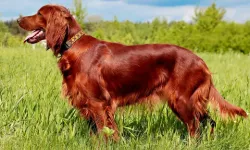 Irish Setter: zarafet, enerji ve sadakatin kırmızı tüylü temsilcisi