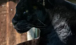 Amazon’un Gölgesindeki Sessiz Avcı: Jaguar Doğanın Gücünü Simgeliyor!