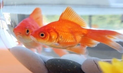 Rüyada Japon Balığı Görmek Ne Anlama Geliyor?