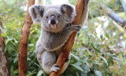 Koalalar Günde 20 Saate Kadar Uyuyor – Peki Neden?