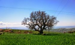 Doğanın Siyah Mucizesi: Karadut Ağacının Özellikleri ve Faydaları