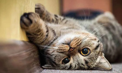 Rüyada Kedi Görmek Ne Anlama Gelir?