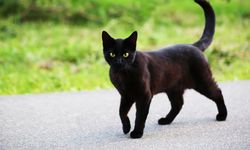 Rüyada kara kedi görmek ne anlama gelir?