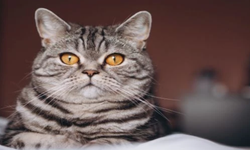 Rüyada Kedi Beslemek Ne Anlama Geliyor?